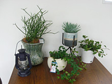 様々な観葉植物を小鉢にセット