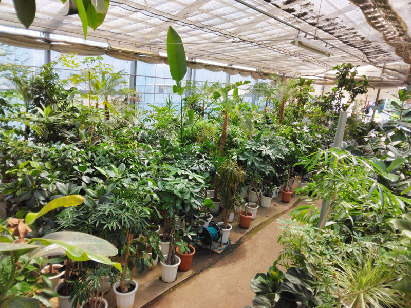 手入れの行き届いた植物を埼玉県地域にレンタル致します。