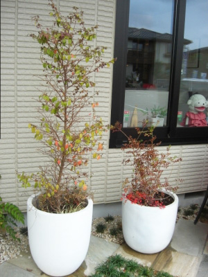 植替え前
