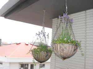 【 植替え後 】