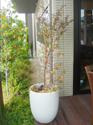 植替え前