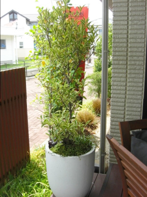 【 植替え後 】